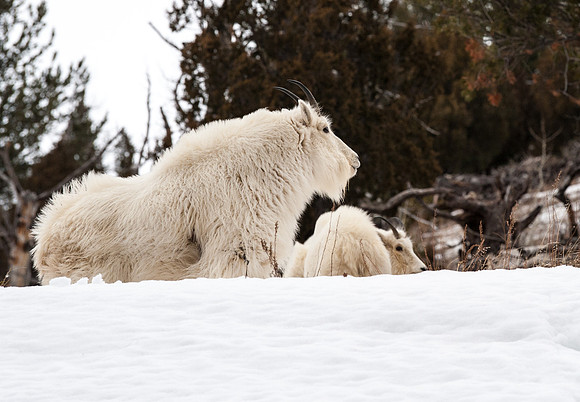 Mountain Goat Alpine,Wyoming