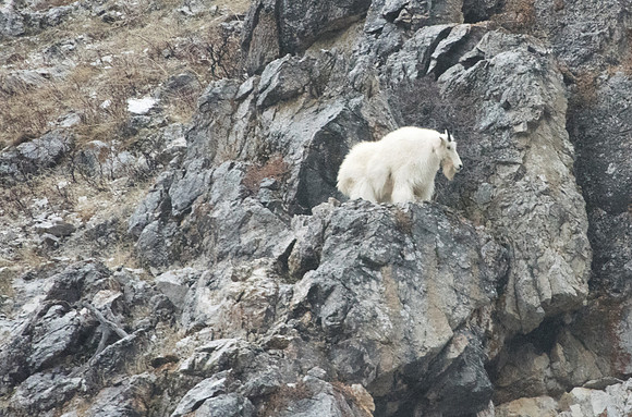 Mountain Goat Alpine,Wyoming