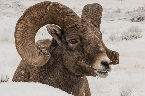 Bighorn Sheep in Snowstorm