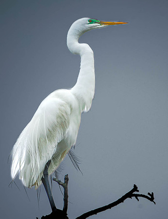 Great Egret