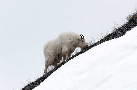 Mountain Goat Alpine,Wyoming