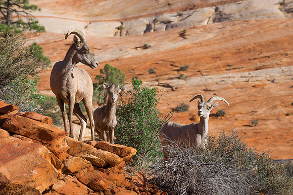 Goats Zion National Park