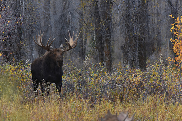Large bull Moose Jackson Hole