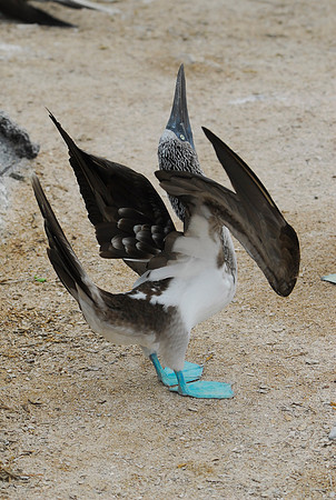 Mating Dance Blue Footed Boobie