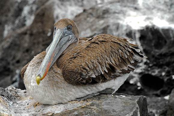Pelican