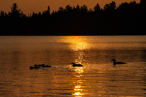 Sunrise Merganser Family