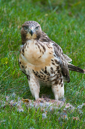 Hawk on Fresh Kill