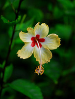 Jungle Flower