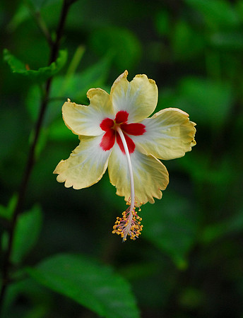 Jungle Flower