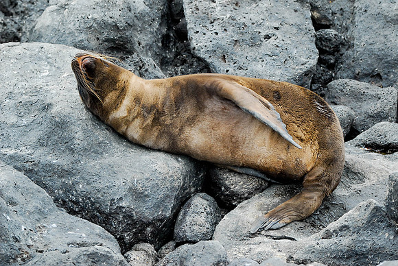 Baby Seal
