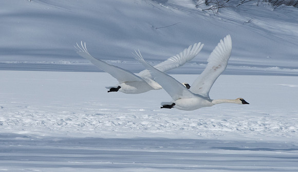 Trumpeter Swans GTNP  January