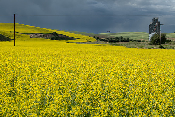 Canola Field Before the Storm