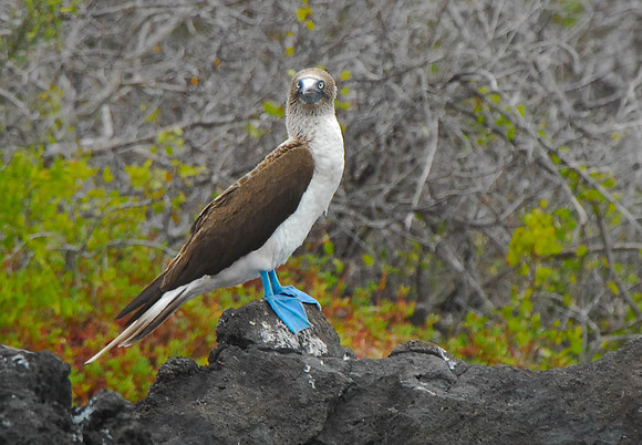 Blue Footed Booby