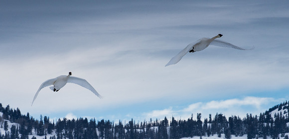 Trumpeter Swans GTNP January
