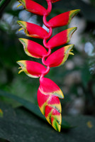 Jungle Flower