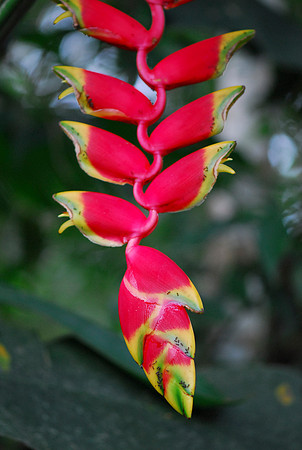 Jungle Flower