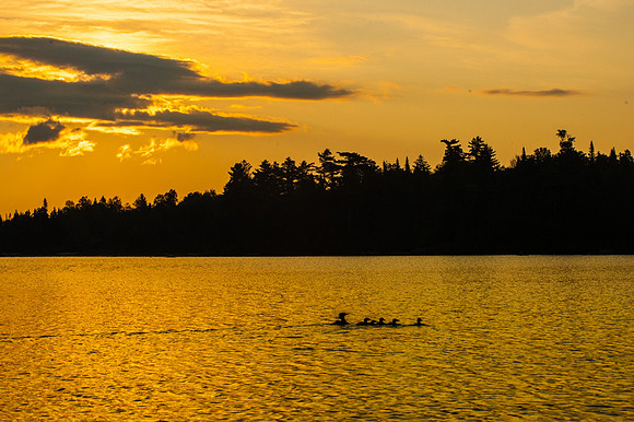 Mom Merganser with her crew