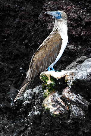 Blue Footed Booby