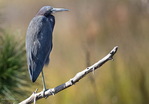 Little Blue Heron