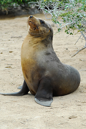 Seal