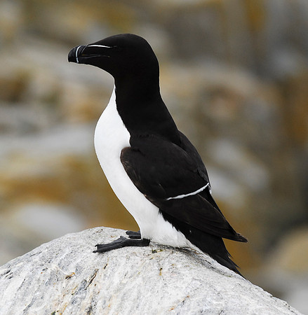 Damn Puffins