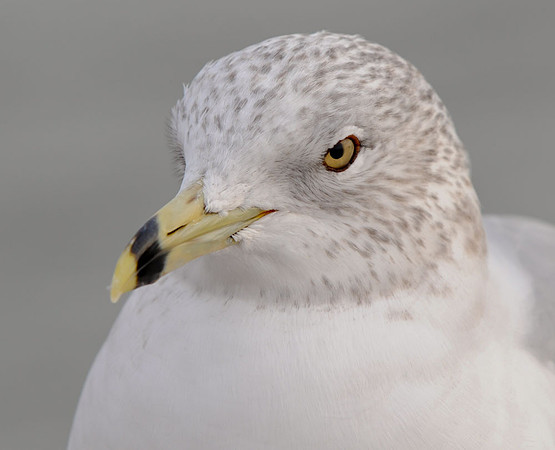Seagull