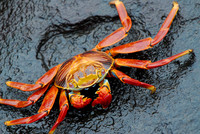 Sally Lightfoot Crab