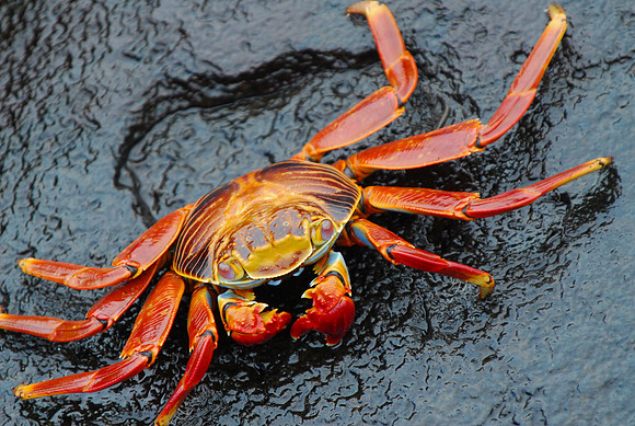 Sally Lightfoot Crab