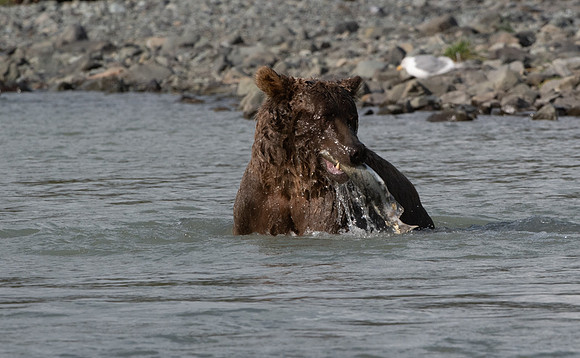 Furry Fisherman.  Katmai