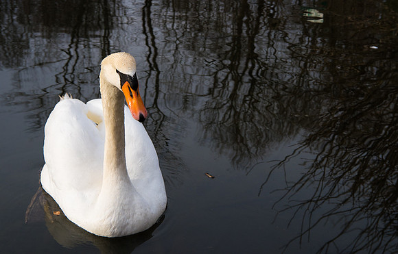 Swan