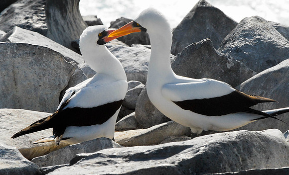 Mating Booby's