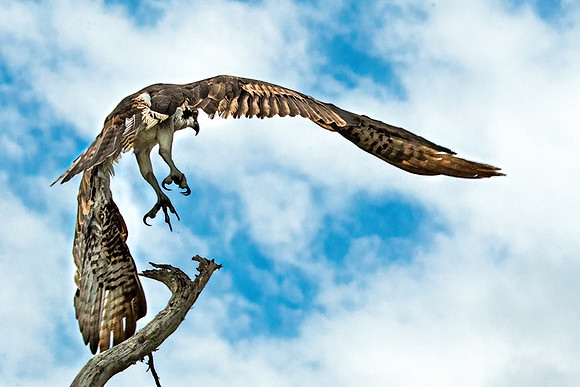 Osprey  To the Hunt