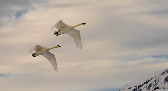 Trumpeter Swans GTNP January