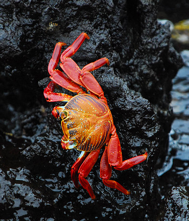 Sally Lightfoot Crab