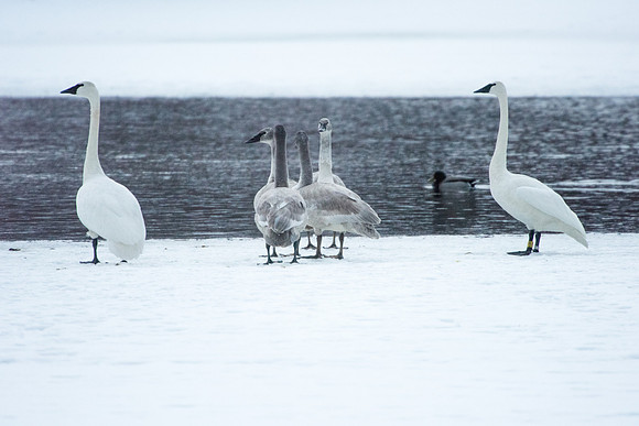 Cob,Pen&cygnets Jackson,Wyoming