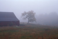 Morning Mist
