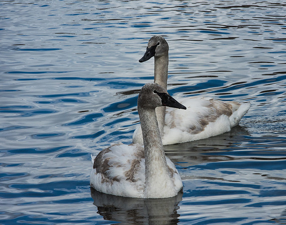 Cygnets Jackson,wyoming