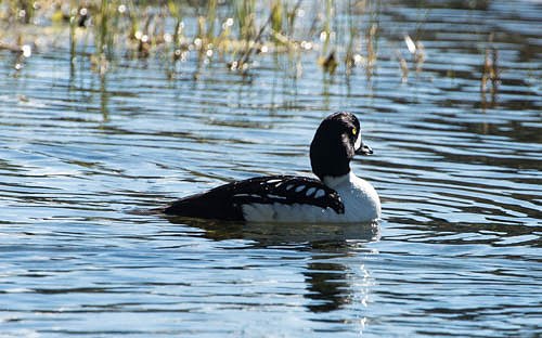 Golden Eye Duck