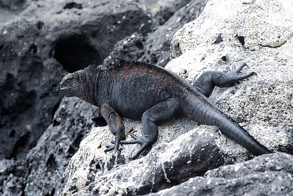 Marine Iguana