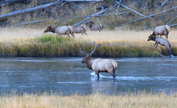 Elk Madison River Yellowstone N.P.