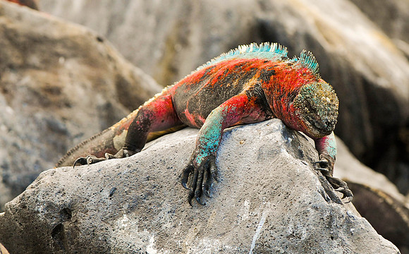 Marine Iguana