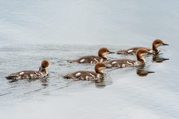 Merganser Ducklings