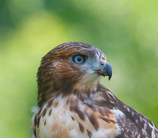Red Tail Hawk