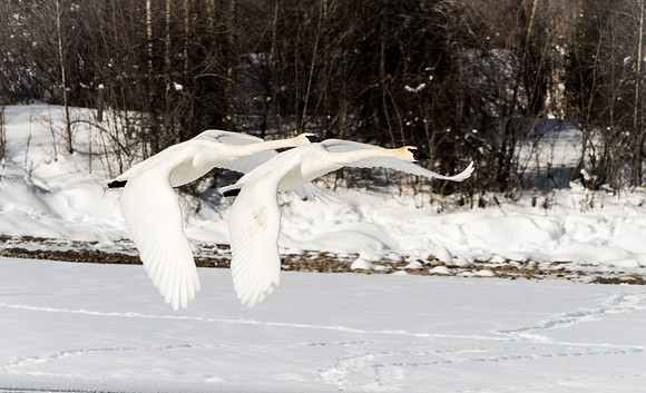 Trumpeter Swans GTNP January