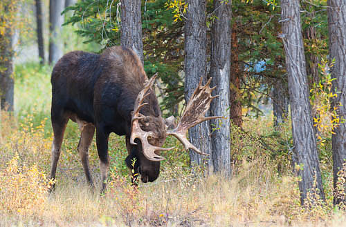 Jackson Hole Moose