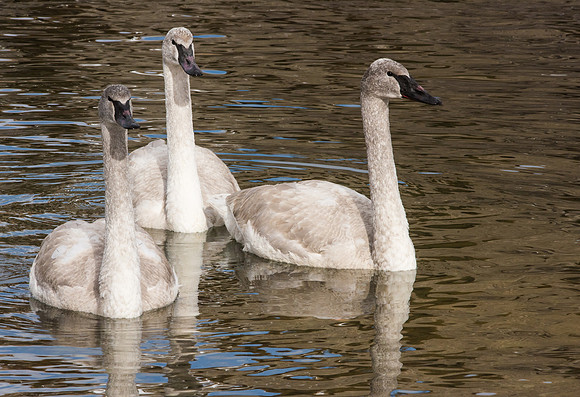 Cygnets Jackson,Wyoming