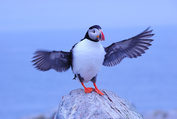 Safe Landing
