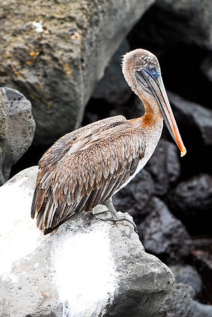 Pelican