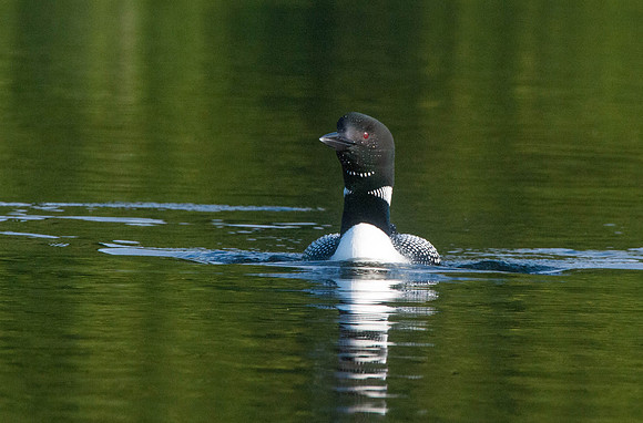 Common Loon