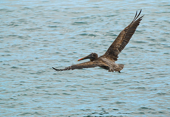 Pelican